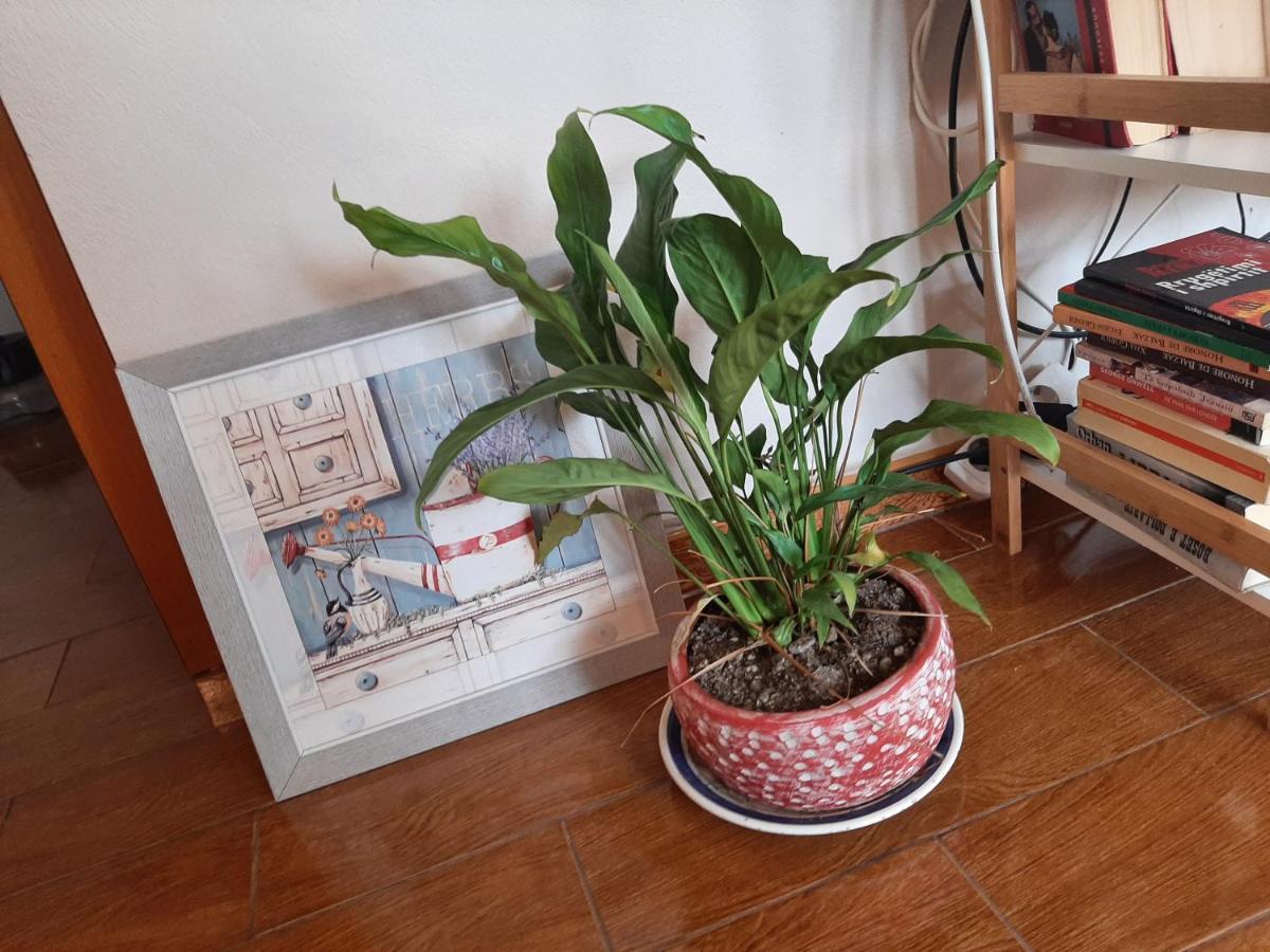Cosy Central Apartment Шкодер Екстер'єр фото